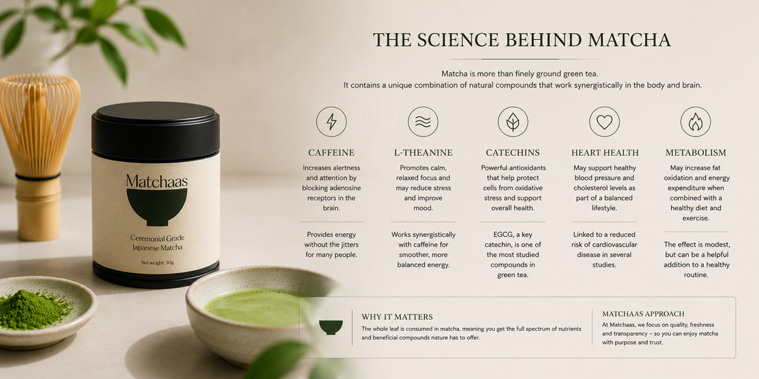 The Science Behind Matcha: What Happens in Your Body When You Drink It?