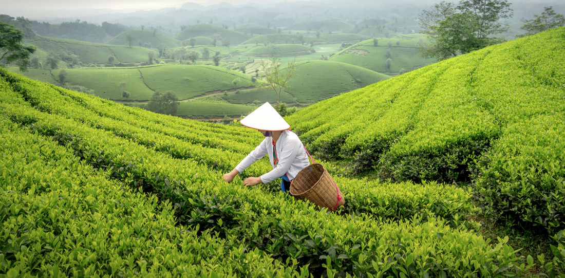 Why quality matcha costs more